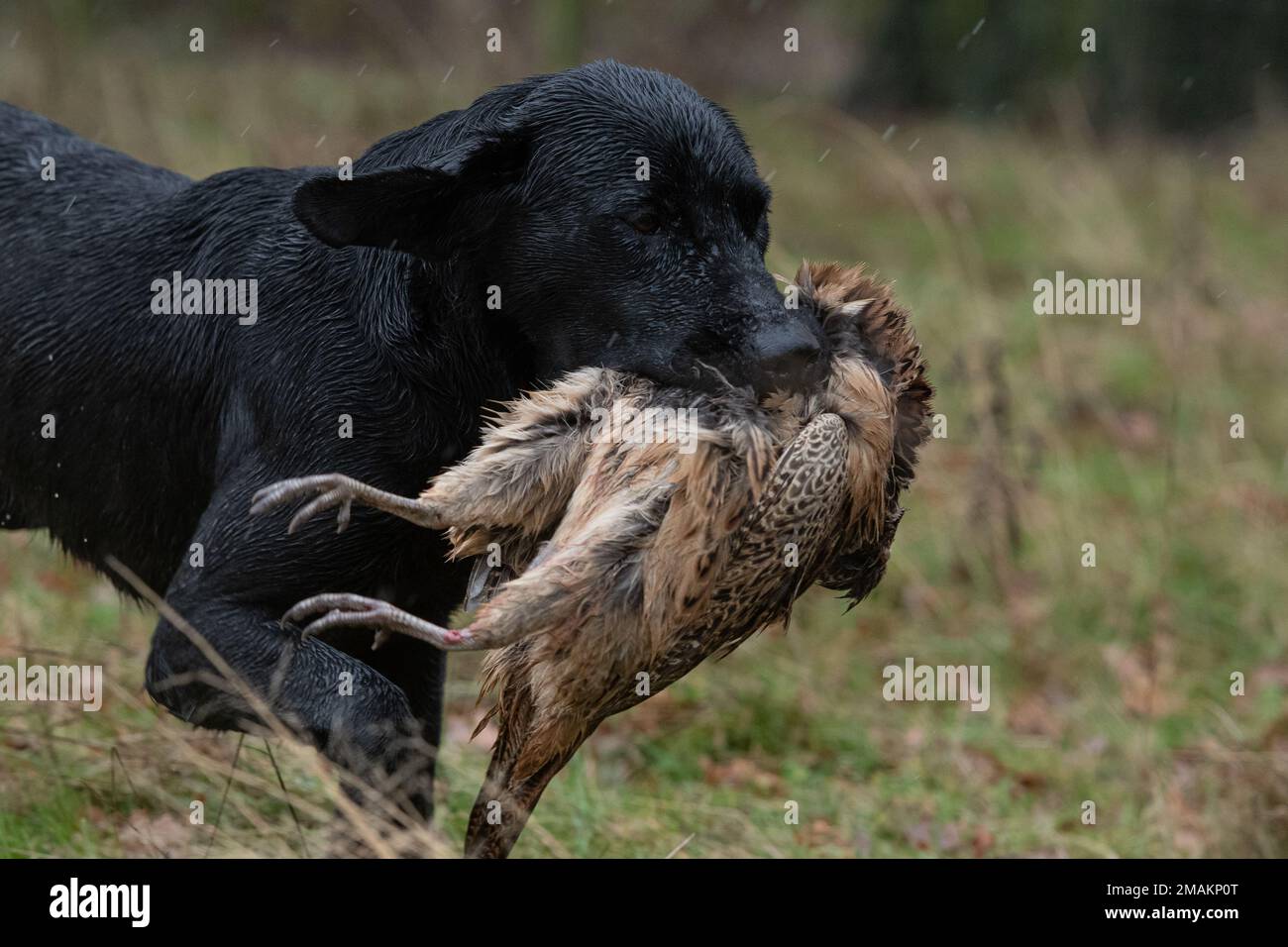 black labrador récupérer le faisan Banque D'Images