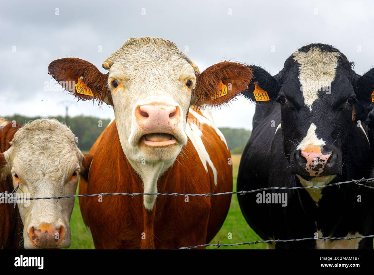 un groupe de jeunes vaches dans le pâturage Banque D'Images