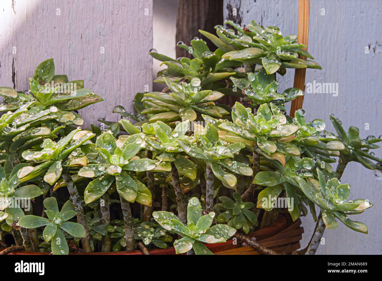 Une plante succulente dans un panier en osier avec des feuilles pleines de gouttes de pluie Banque D'Images