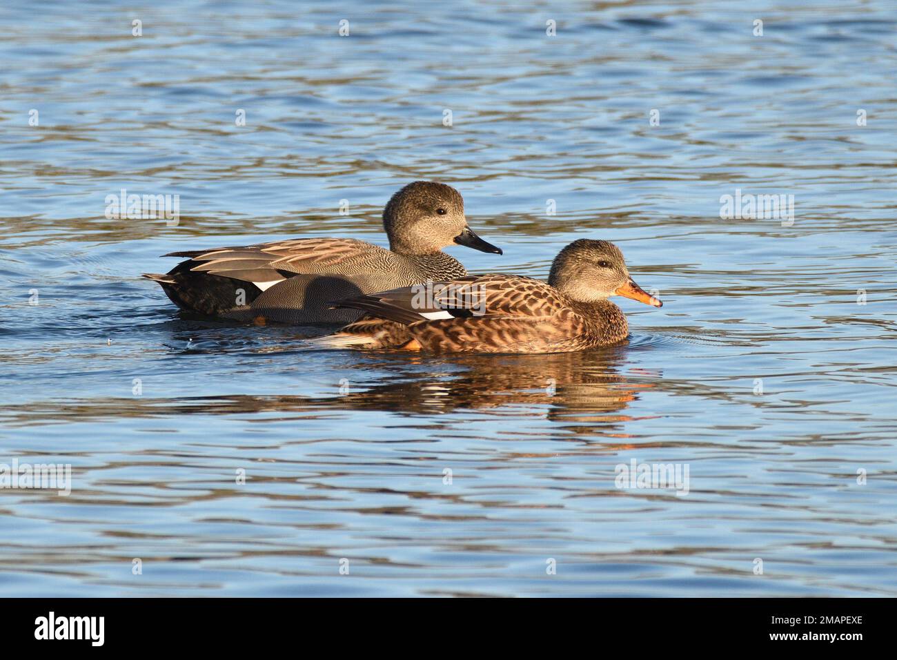 Canards de Gadwall mâles et femelles (Mareca strepera) nageant sur un lac à Hertfordshire, Angleterre, Royaume-Uni. Banque D'Images