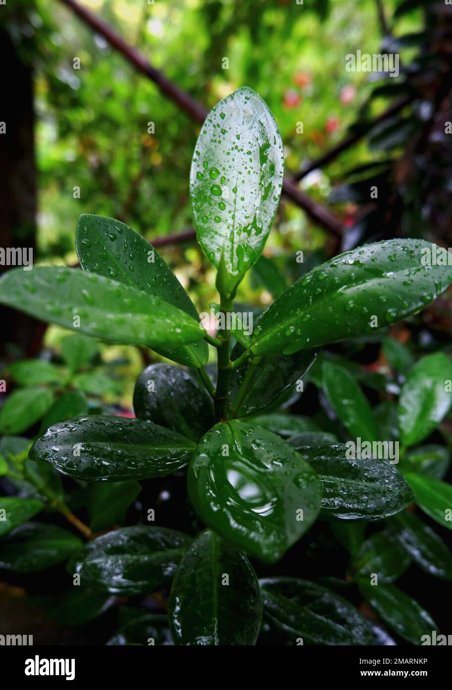 Vue rapprochée de Peperomia Houseplants trempés dans des gouttelettes d'eau Banque D'Images