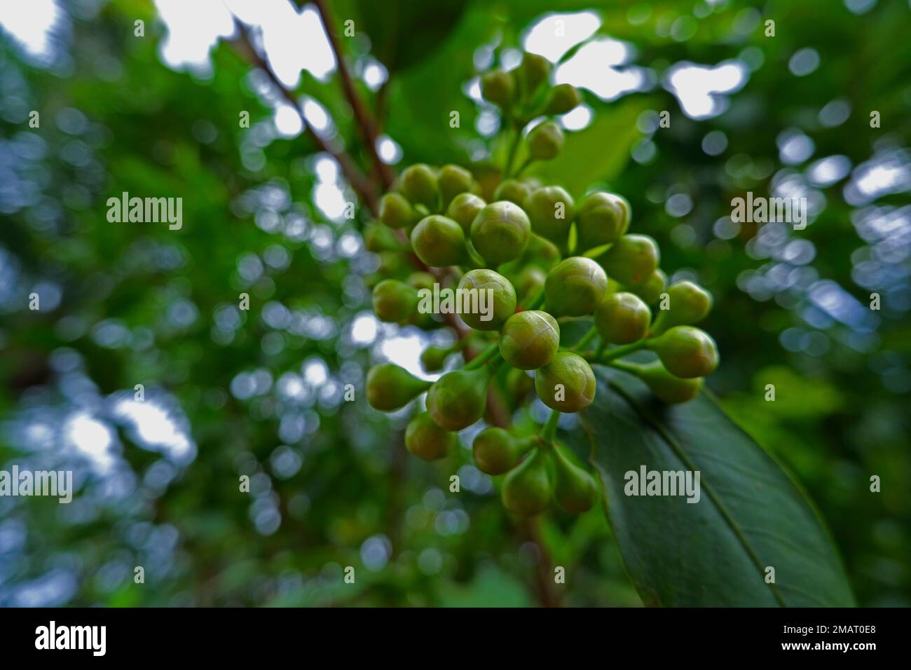 Eau Guava fleurs aux extrémités des branches et des feuilles d'arbre Banque D'Images