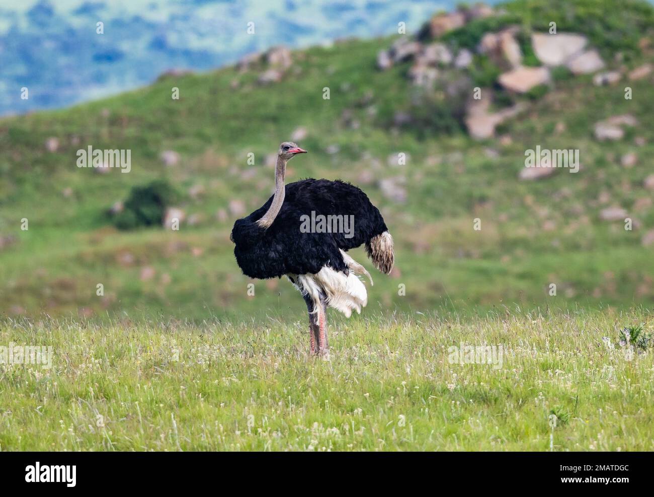 Un Ostrich mâle (Struthio camelus) debout à l'extérieur. Wakkerstroom, Mpumalanga, Afrique du Sud. Banque D'Images
