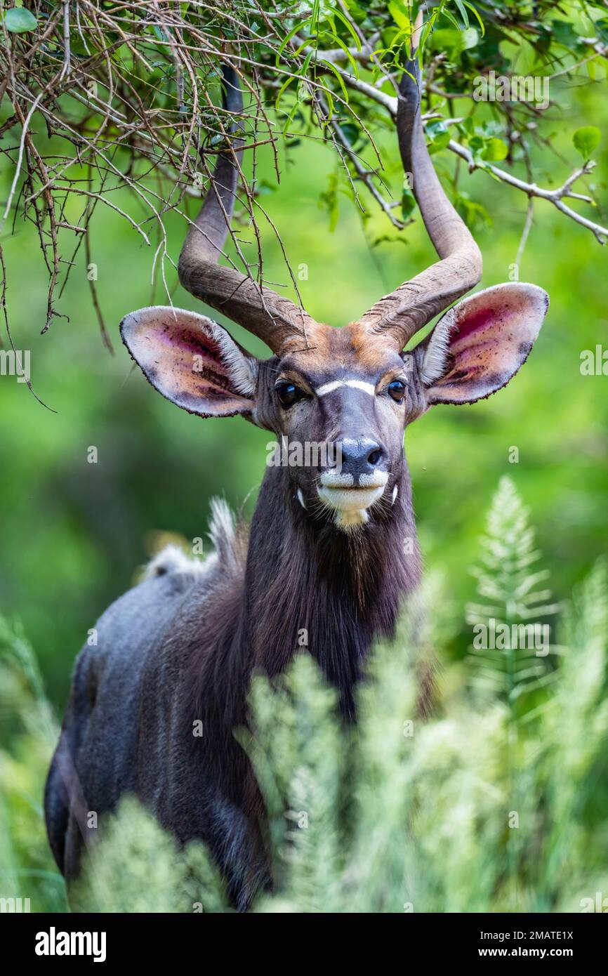 Gros plan d'un mâle Nyala (Tragelaphus angasii). Parc des zones humides d'iSimangaliso, Kwazulu-Natal, Afrique du Sud. Banque D'Images