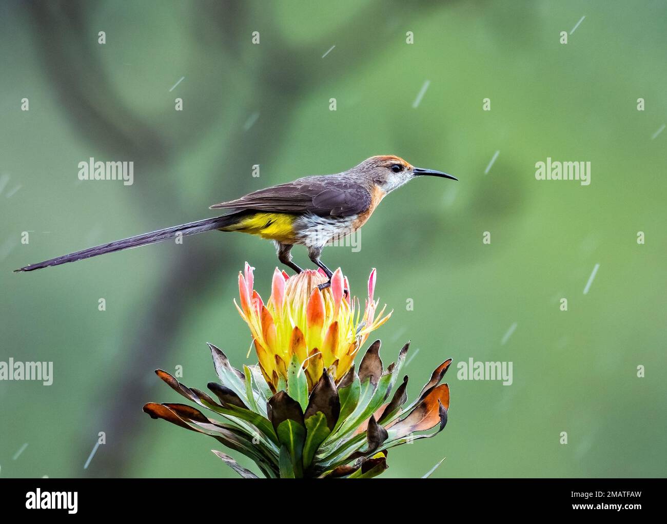 Un Sugarbird de Gurney (Promerops gurneyi) perché sur une fleur de Protea. Montagnes du Drakensberg, KwaZulu Natal, Afrique du Sud. Banque D'Images