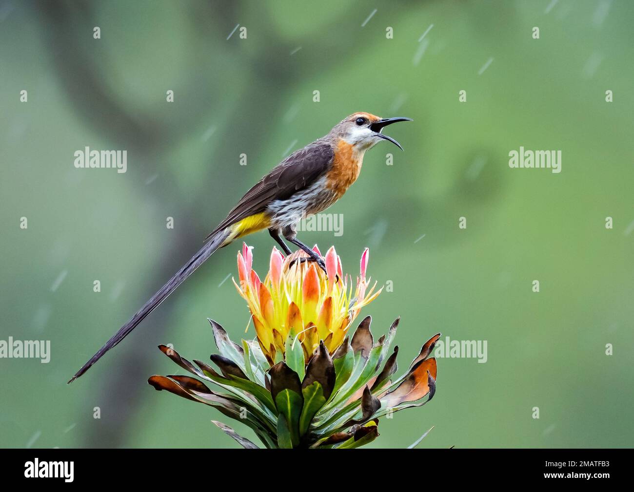 Un Sugarbird de Gurney (Promerops gurneyi) chantant sur une fleur de Protea. Montagnes du Drakensberg, KwaZulu Natal, Afrique du Sud. Banque D'Images
