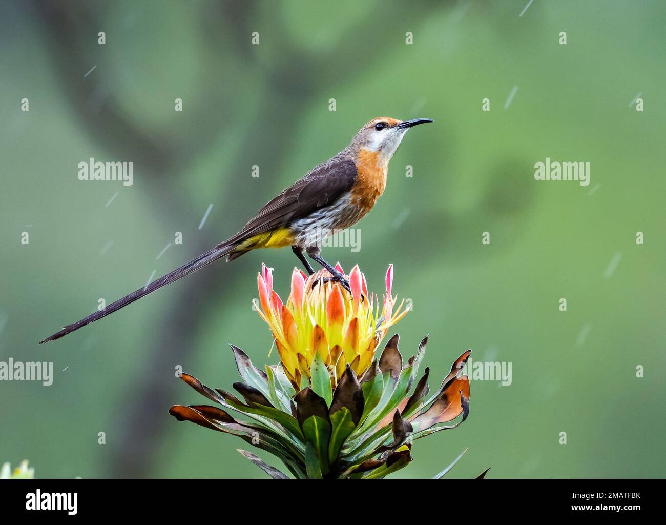 Un Sugarbird de Gurney (Promerops gurneyi) perché sur une fleur de Protea. Montagnes du Drakensberg, KwaZulu Natal, Afrique du Sud. Banque D'Images