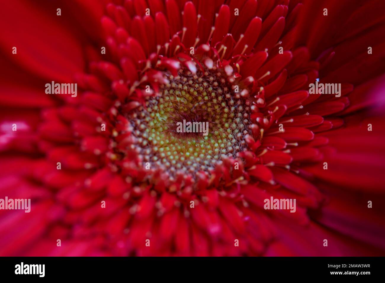 Vue rapprochée de la fleur de Gerbera rouge qui fleurit dans le jardin Banque D'Images