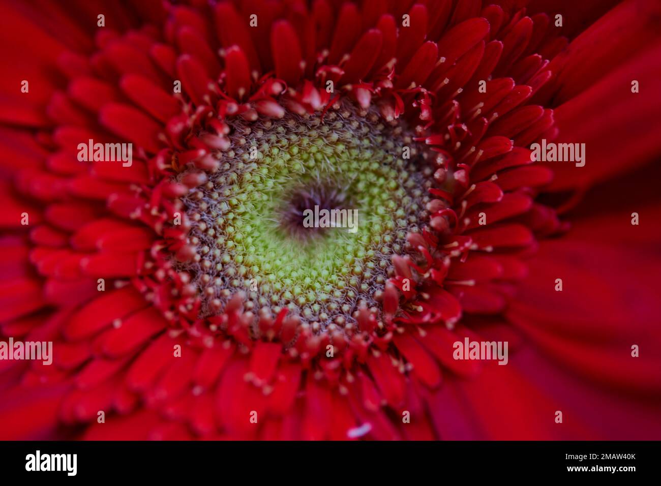 Vue rapprochée de la fleur de Gerbera rouge qui fleurit dans le jardin Banque D'Images