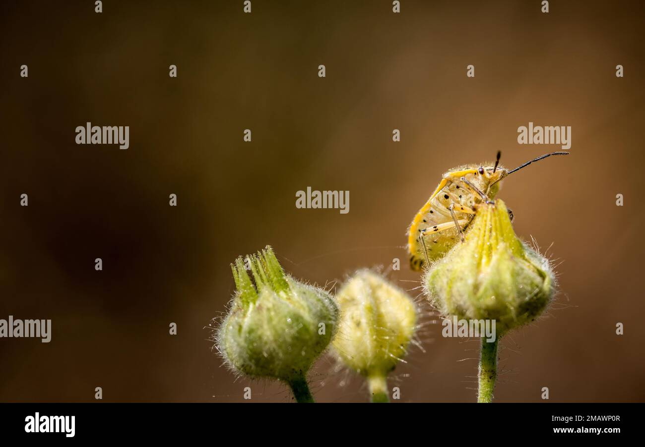 Insectes de bouclier jaune, également connu sous le nom de punaises sur les fleurs sauvages jaunes dans la nature. Prise de vue macro. Faible profondeur de champ. Banque D'Images