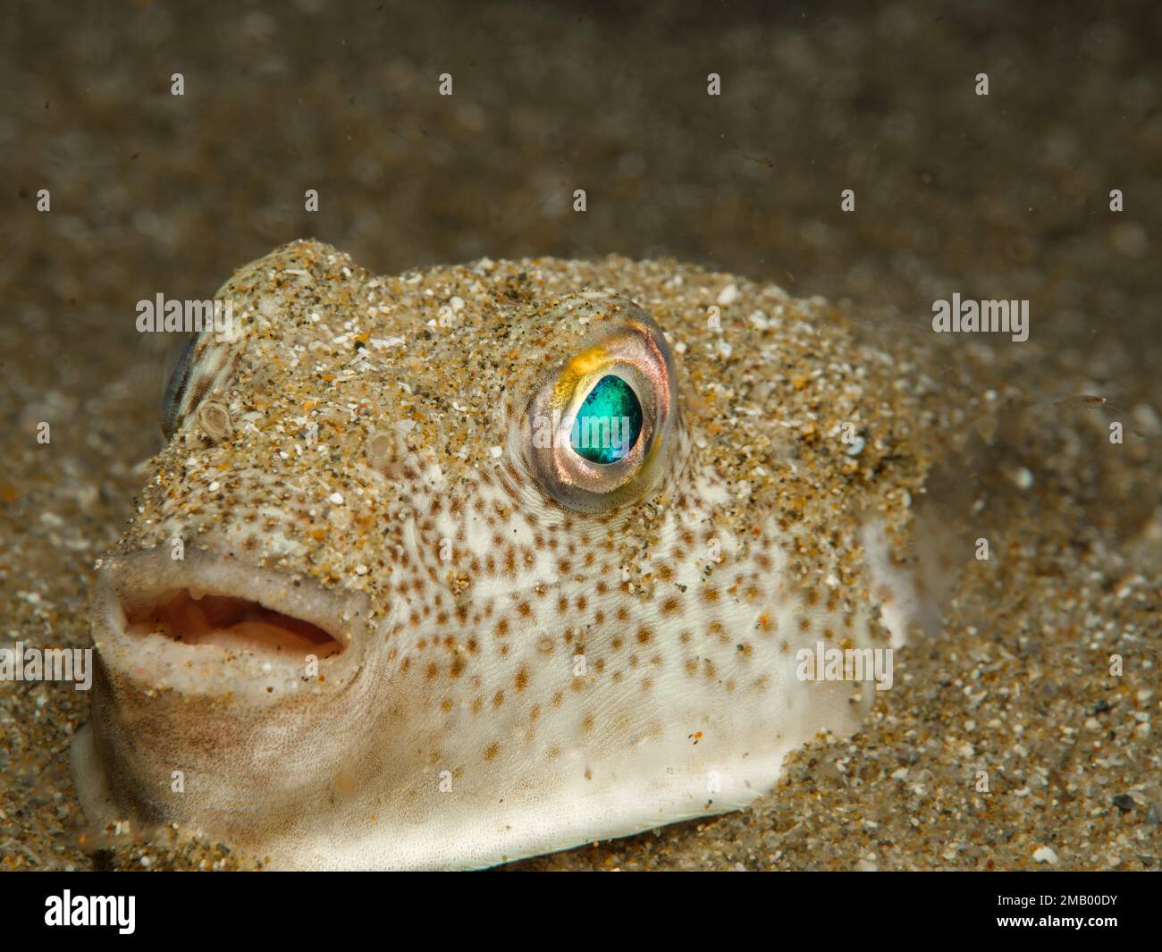 Poisson-pufferfish à taches jaunes de Chypre Banque D'Images