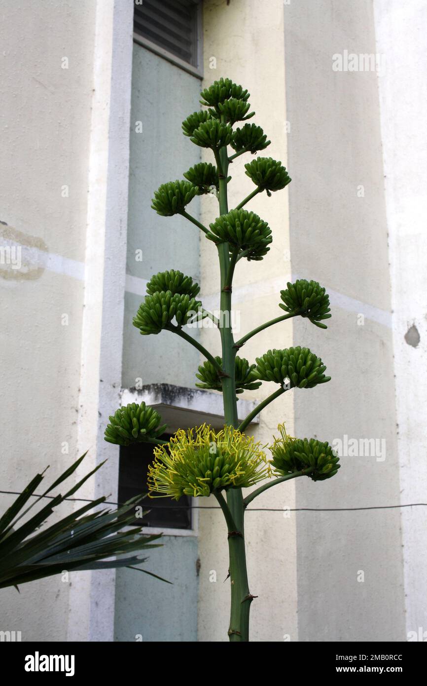 Pointe de fleurs de l'agave du désert (Agave desertis) avec inflorescence des fleurs jaunes : (pix Sanjiv Shukla) Banque D'Images