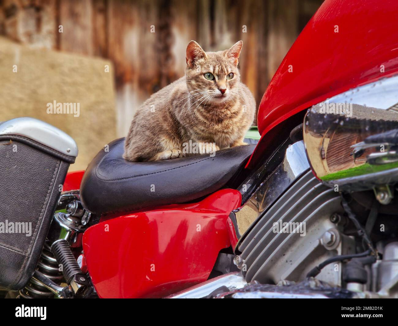 Un chat qui se présente sur une moto Photo Stock - Alamy