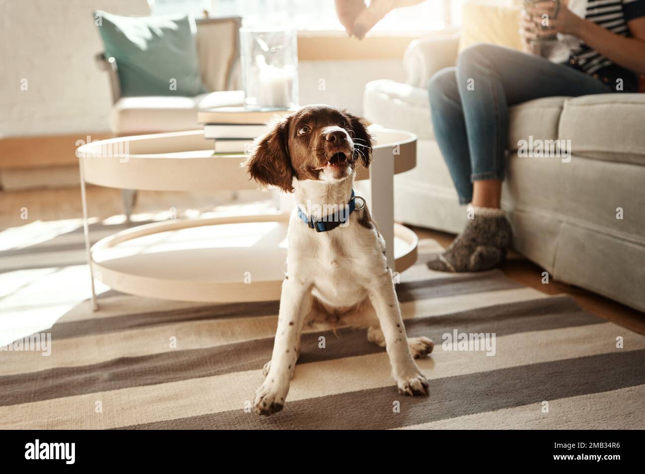 Animaux de compagnie, amour et chien assis dans la salle de séjour, attendant de bons chiens traiter, l'entraînement mignon animal de compagnie de maison à l'étage de la maison. Style de vie animal, loyauté et heureux Banque D'Images