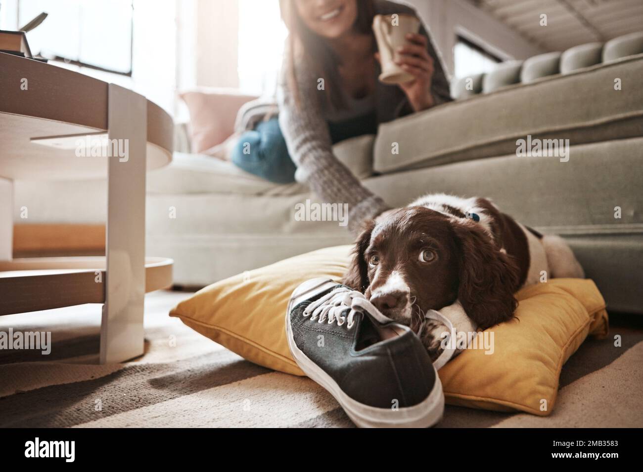 Animal, animal de compagnie et chien avec des chaussures dans le salon pour un comportement ludique, le bonheur et se détendre avec le propriétaire à la maison. Entraînement, animaux domestiques et femme sur le canapé Banque D'Images
