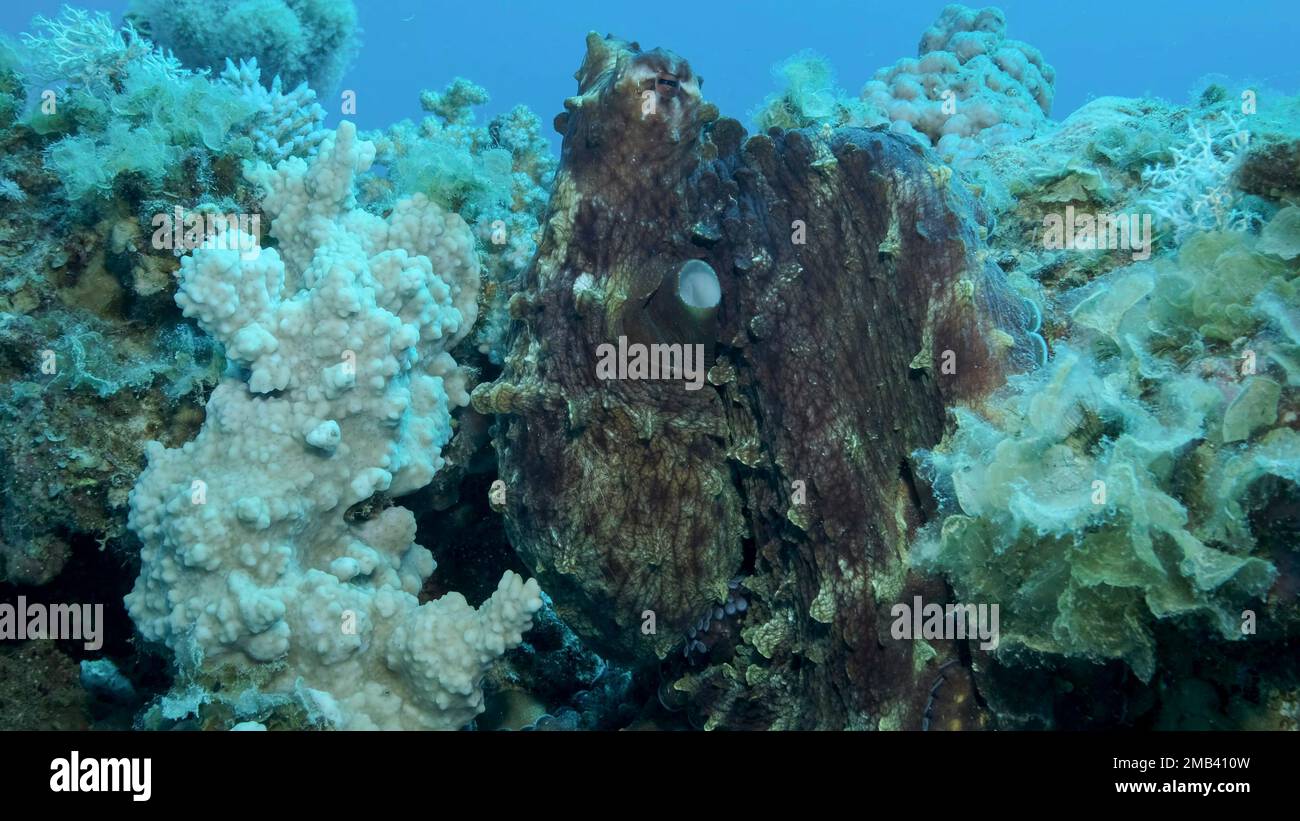 Portrait du grand poulpe rouge (Octopus cyanoa) se trouve sur le récif de corail. Common Reef Octopus, gros plan. Mer rouge, Égypte Banque D'Images