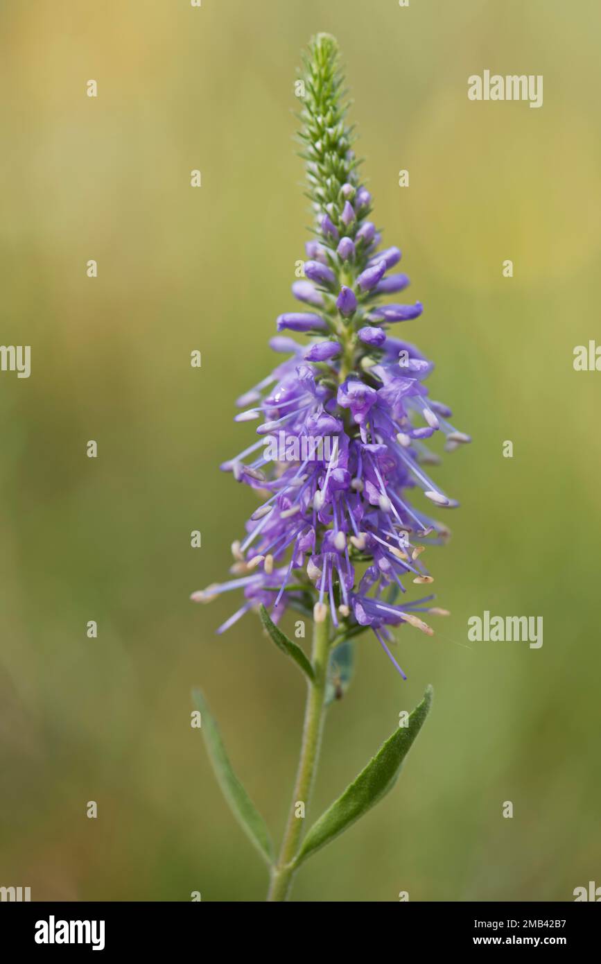 Véronique des champs (Veronica spicata dopés), de l'Ems, Basse-Saxe, Allemagne Banque D'Images