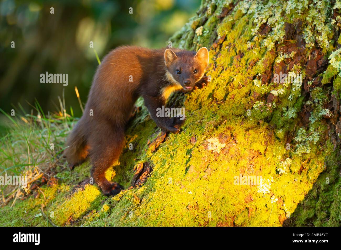Martre d'Europe (Martes martes) adulte sur un tronc d'arbre, Ardnamurchan, Écosse, Royaume-Uni Banque D'Images
