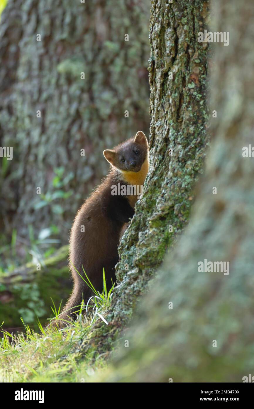 Martre d'Europe (Martes martes) adulte sur un tronc d'arbre, Ardnamurchan, Écosse, Royaume-Uni Banque D'Images