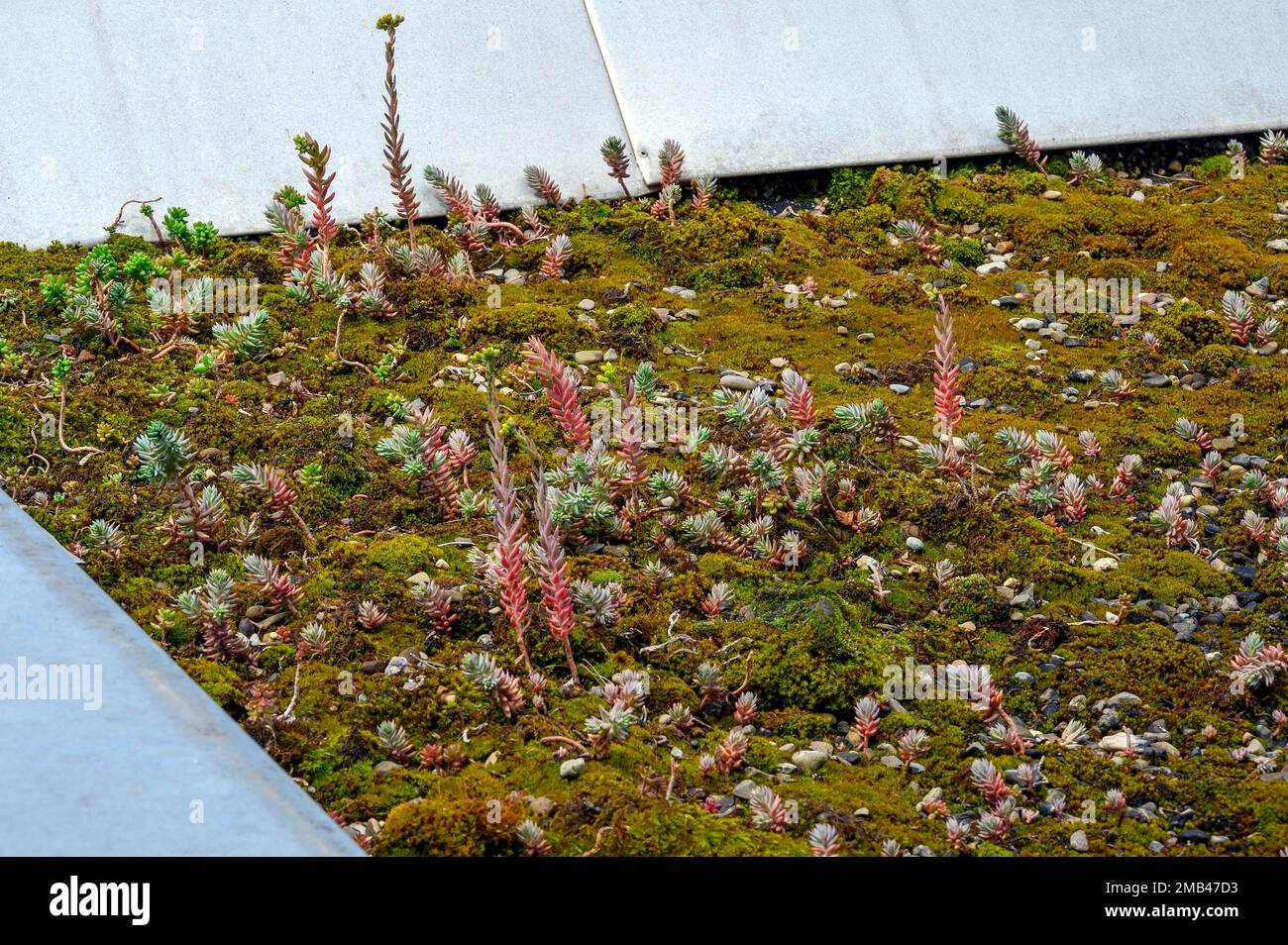 Greened, Mossy toit plat, Kempten, Allgaeu, Bavière, Allemagne Banque D'Images