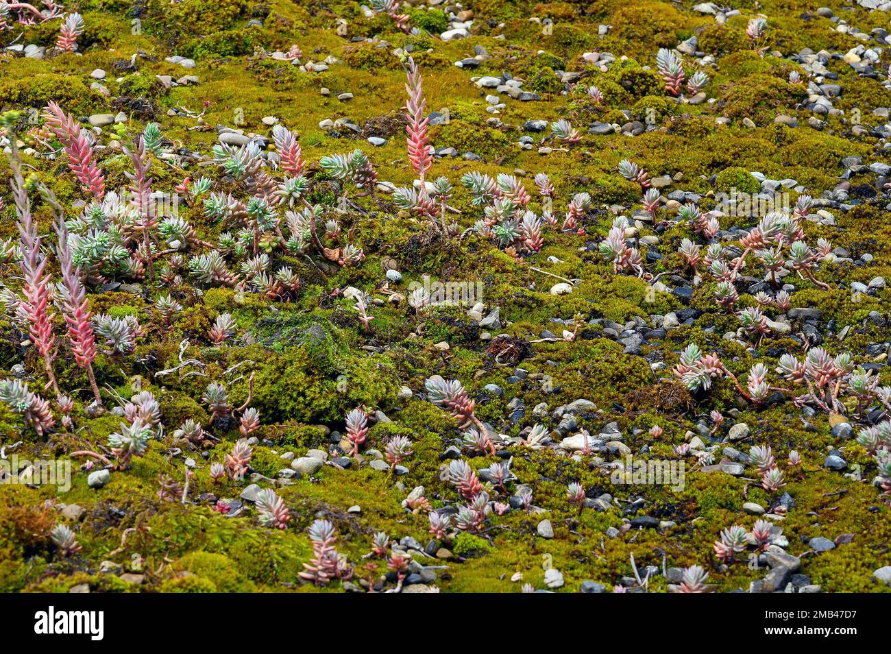 Greened, Mossy toit plat, Kempten, Allgaeu, Bavière, Allemagne Banque D'Images
