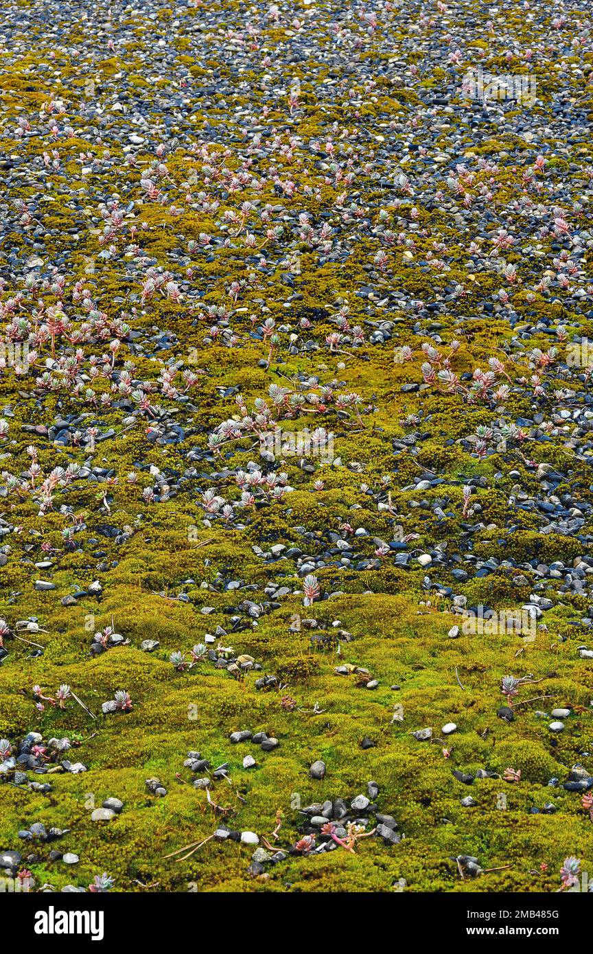 Greened, Mossy toit plat, Kempten, Allgaeu, Bavière, Allemagne Banque D'Images