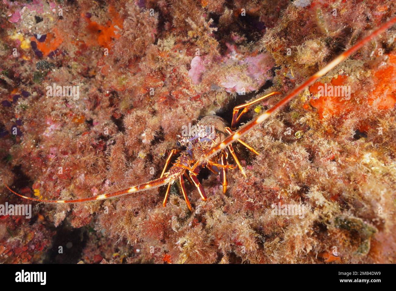 Écrevisses épineuses européennes (Palinurus elephas) . Site de plongée Réserve marine Cap de Creus, Rosas, Costa Brava, Espagne, Mer méditerranée Banque D'Images