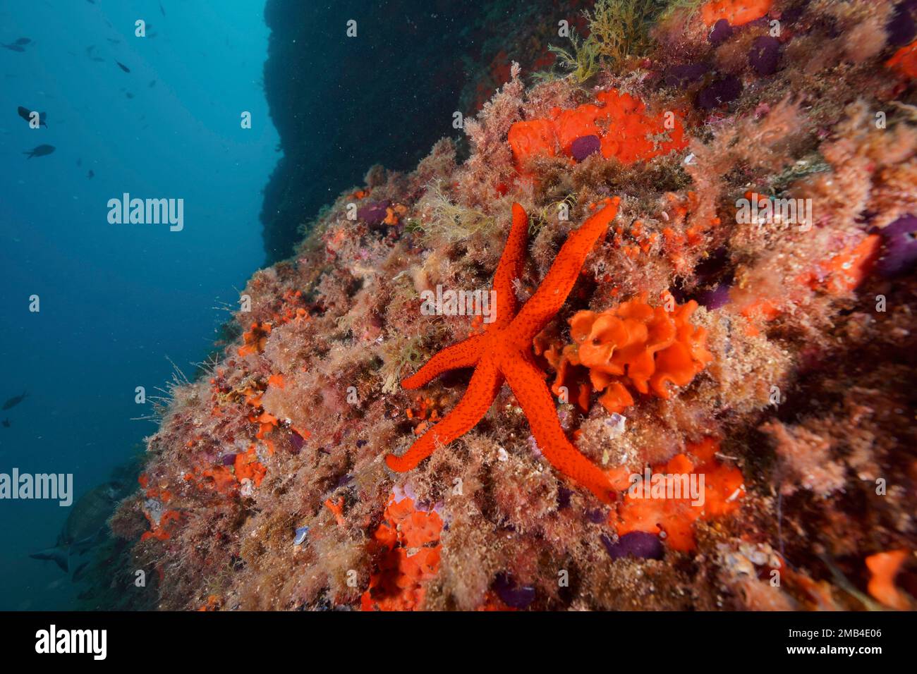 Étoile de mer rouge méditerranéenne (Echinaster seposituus) sur un mur escarpé. Site de plongée Réserve marine Cap de Creus, Rosas, Costa Brava, Espagne, Mer méditerranée Banque D'Images