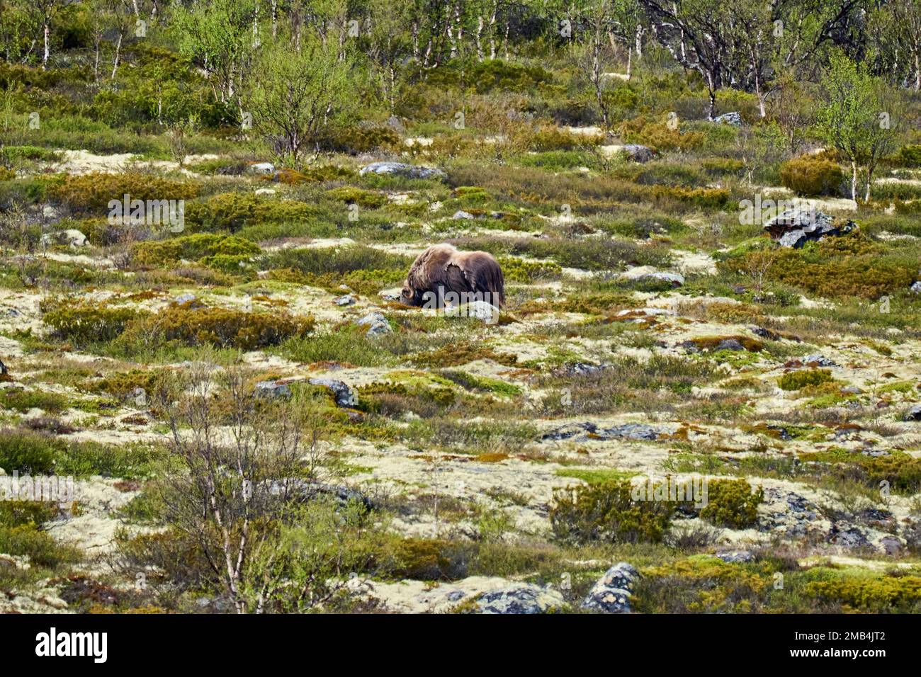 Le boeuf musqué, Ovibos moschatus, se tenant dans le paysage subarctique de la toundra de dovrefjell, dans les hauts plateaux de la Norvège Banque D'Images