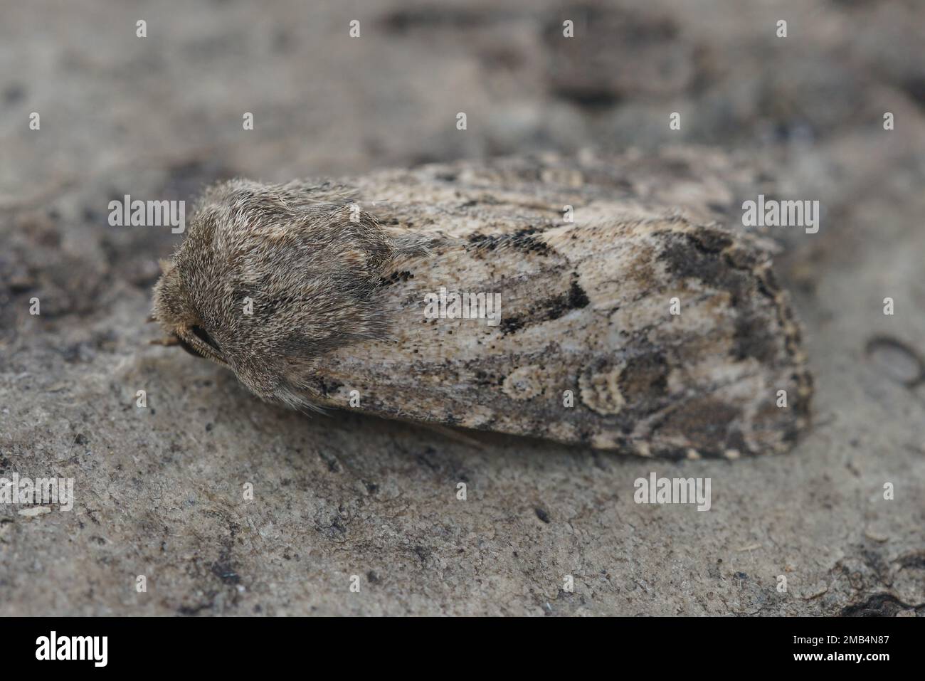 Gros plan détaillé sur le papillon rustique à rebondir, Luperina testacea, assis sur du bois Banque D'Images