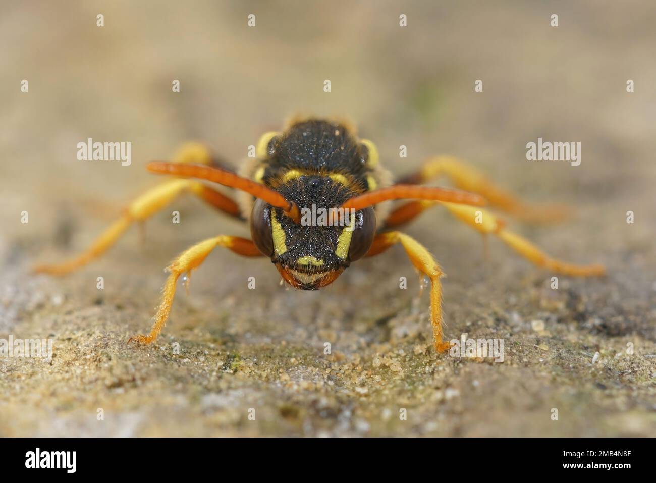 Vue détaillée du visage de l'abeille nomade de Gooden, Nomada goodeniana, faune, insecte, cricket, france, sauterelle, macro, nature, acrididae, gar Banque D'Images