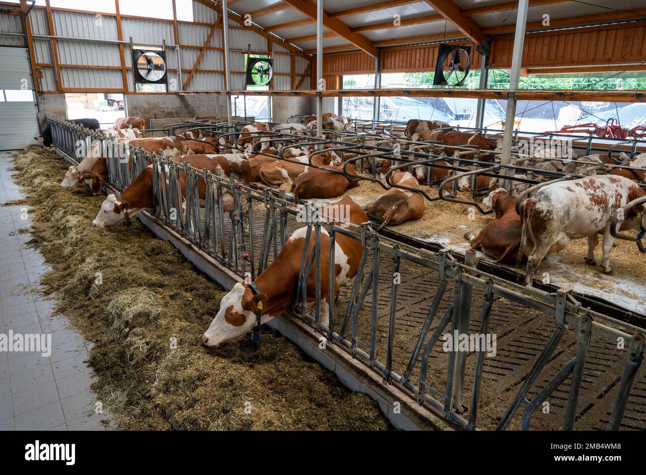 Vaches laitières debout dans une grange à Eitting, Bavière, Allemagne Banque D'Images