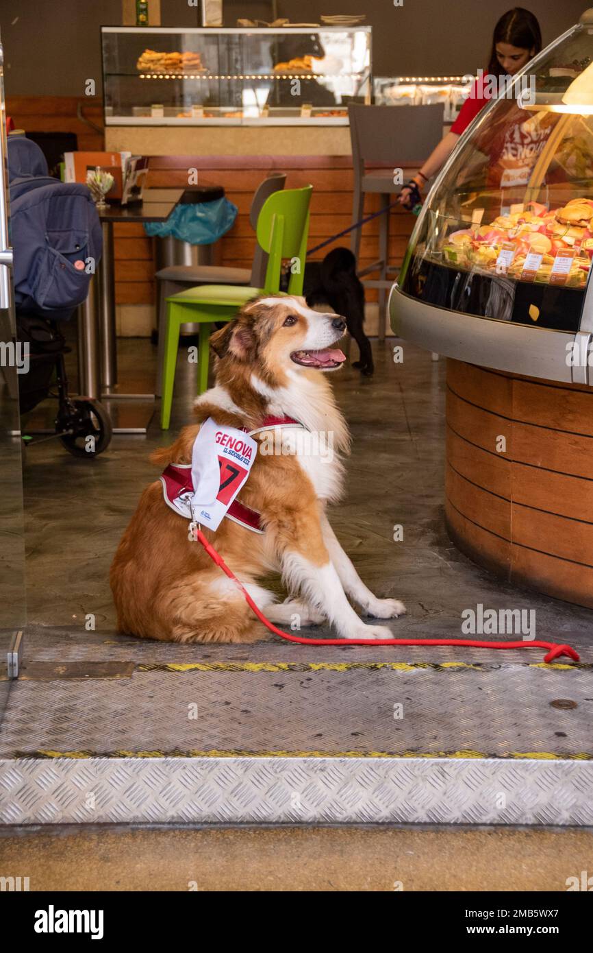 Italie, Ligurie, Gênes, chien à l'intérieur du bar Banque D'Images