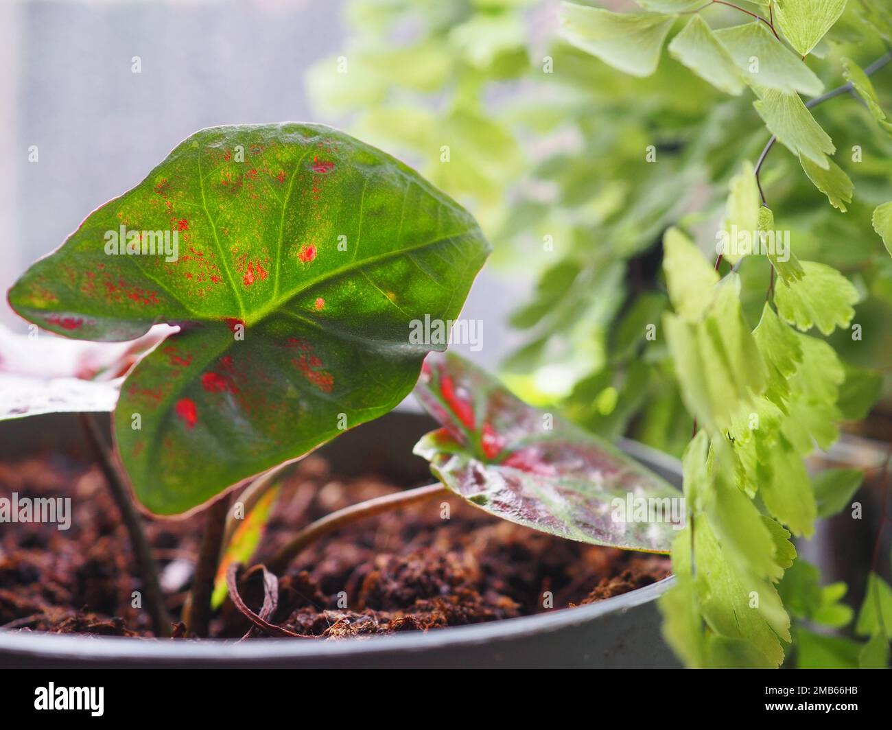 Gros plan de la feuille de caladium verte et rouge 'poison Dart Frog' à côté d'autres plantes d'intérieur Banque D'Images