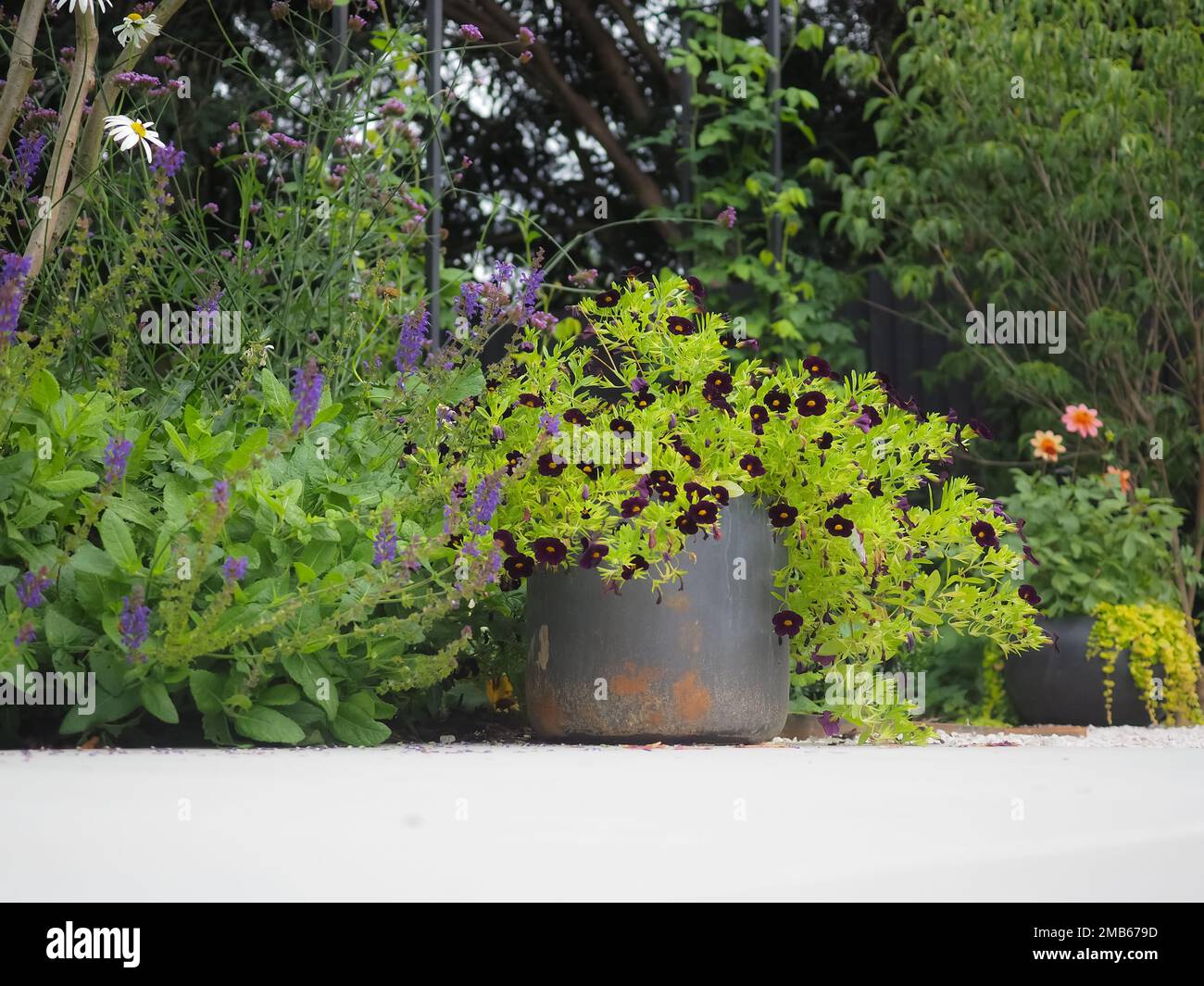 Prise de vue à angle bas d'un contenant de jardin d'été et de plantes limitrophes, y compris le Calibrachoa 'CAN-CAN Black Cherry' Banque D'Images