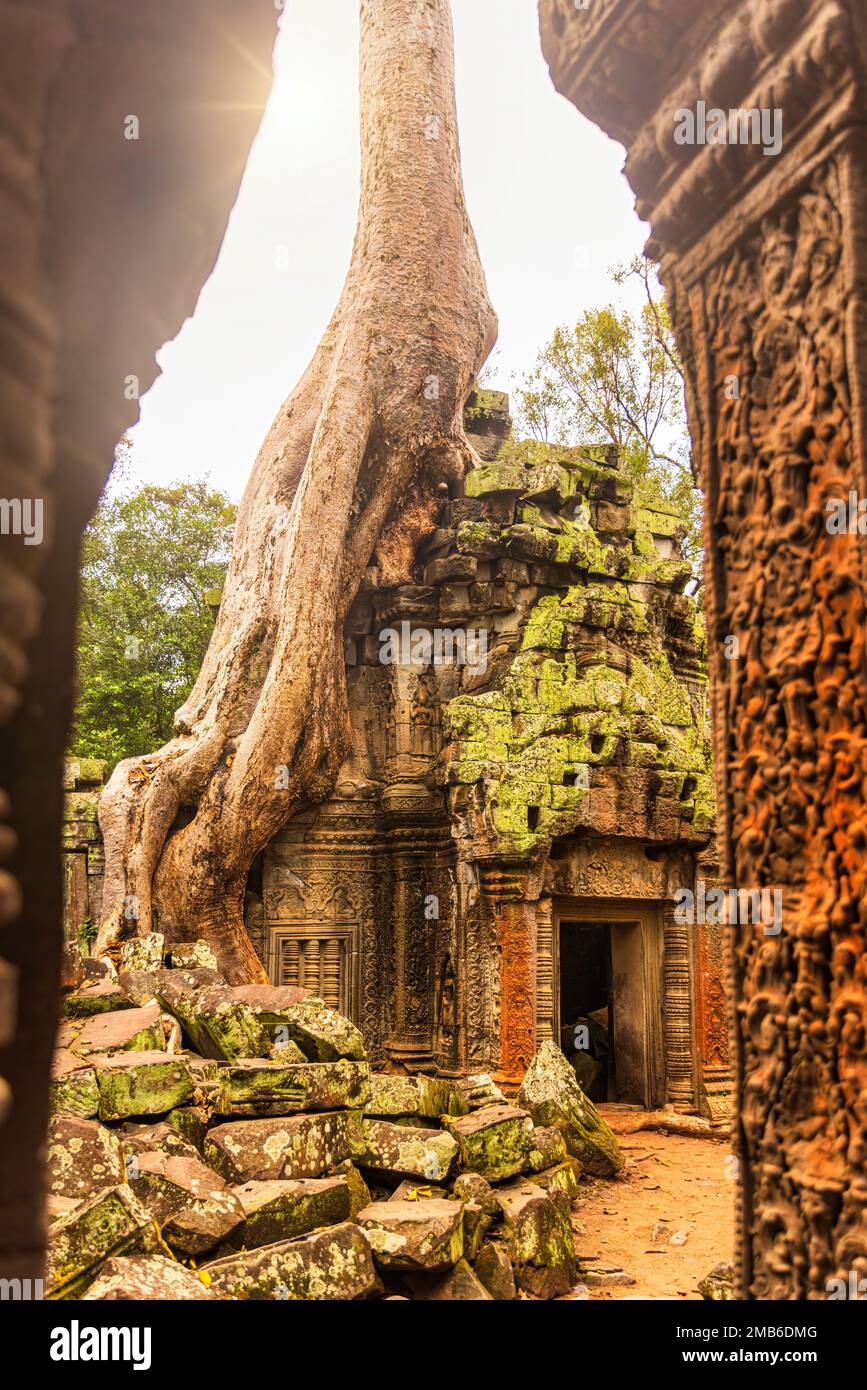 Racines d'un arbre géant qui pousse sur les ruines antiques du temple de Ta Prohm à Angkor Wat, Siem Reap, Cambodge Banque D'Images