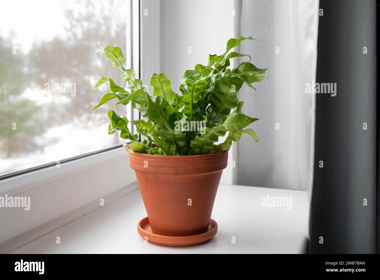 Le cultivar de l'oiseau Nest Fern ou Asplenium nidus le cultivar plus récent appelé Crispy Wave sur le seuil de la fenêtre de la maison à l'intérieur à la lumière du jour. Banque D'Images