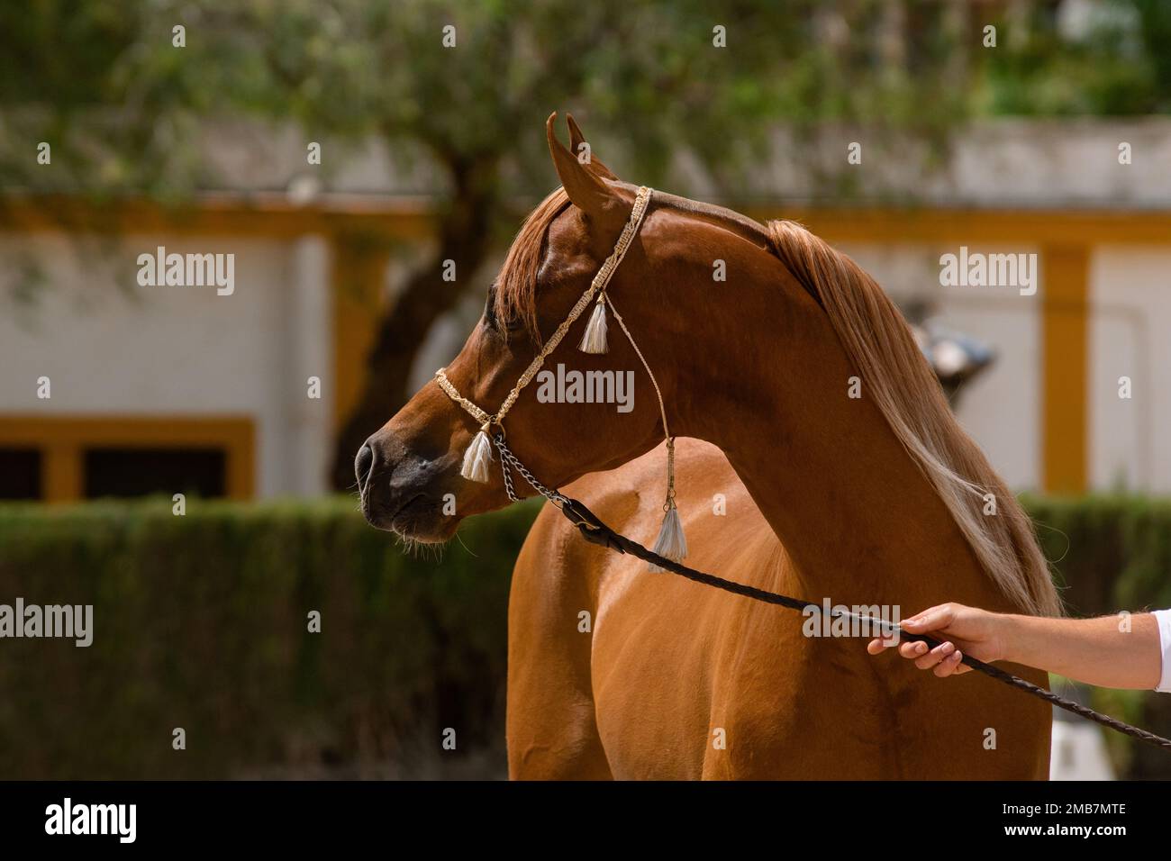 Portrait facial d'un pur cheval arabe de châtaignier espagnol regardant en arrière dans une compétition Banque D'Images