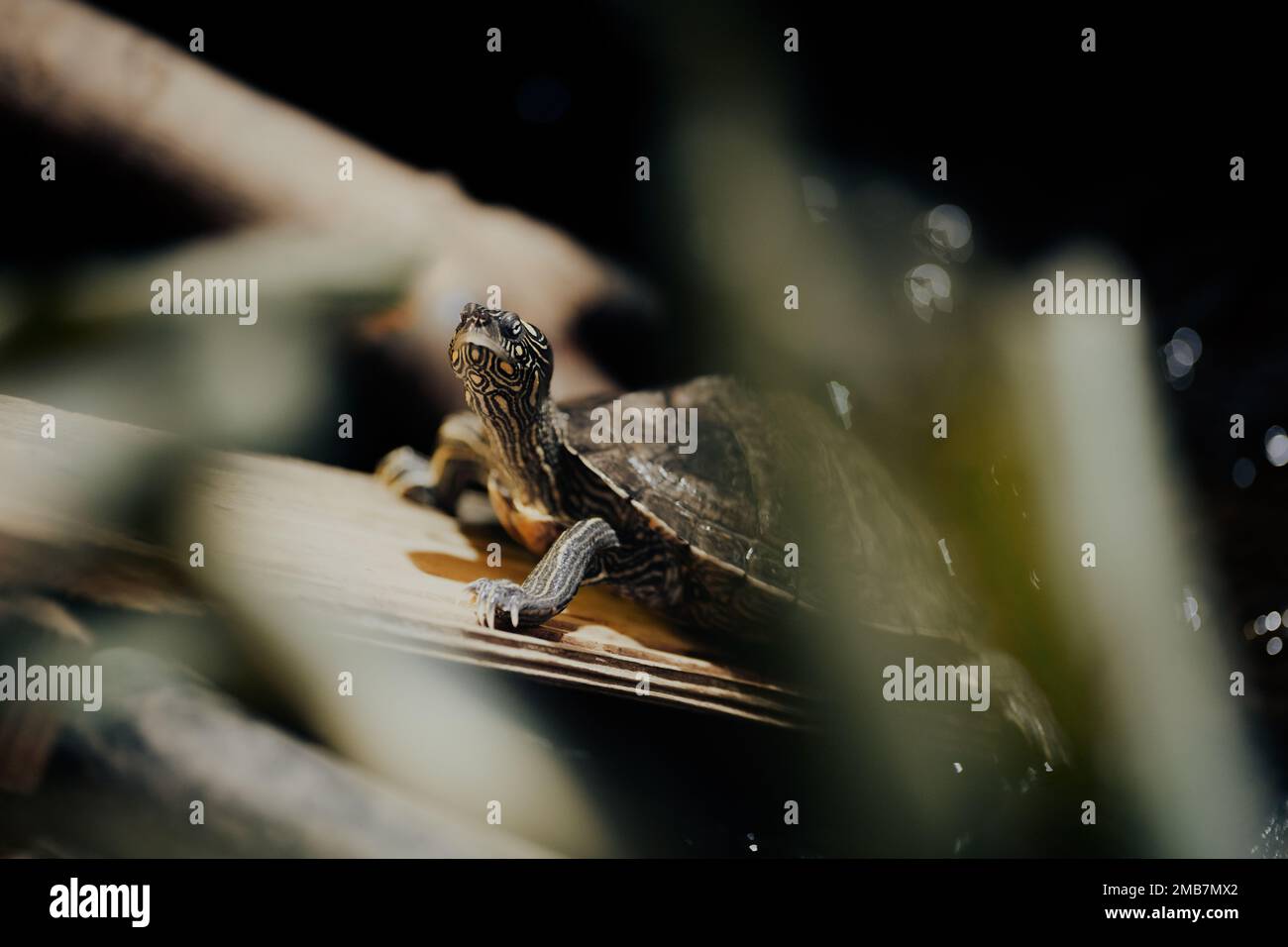 Northumberland UK: 6th juin 2022: Zoo de Northumberland fausse carte tortue, Graptemys pseudogeographica Banque D'Images