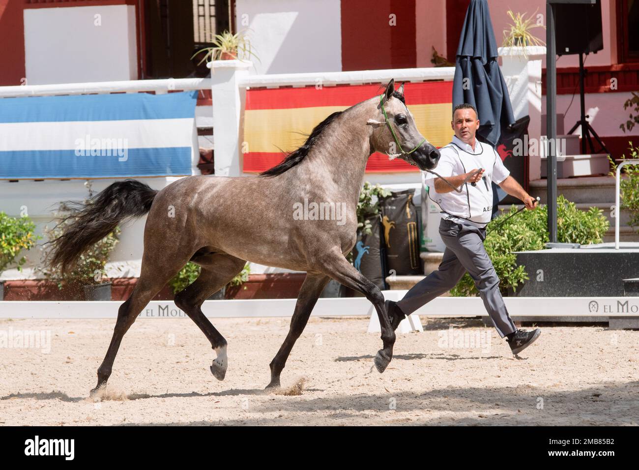Belle rototage à l'étalon gris dans le spectacle équestre national arabe de Jerez 12 mai - 2022 Banque D'Images