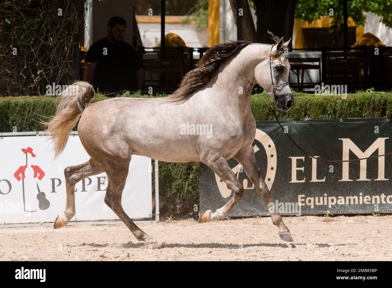 Belle rototage à l'étalon gris dans le spectacle équestre national arabe de Jerez 12 mai - 2022 Banque D'Images