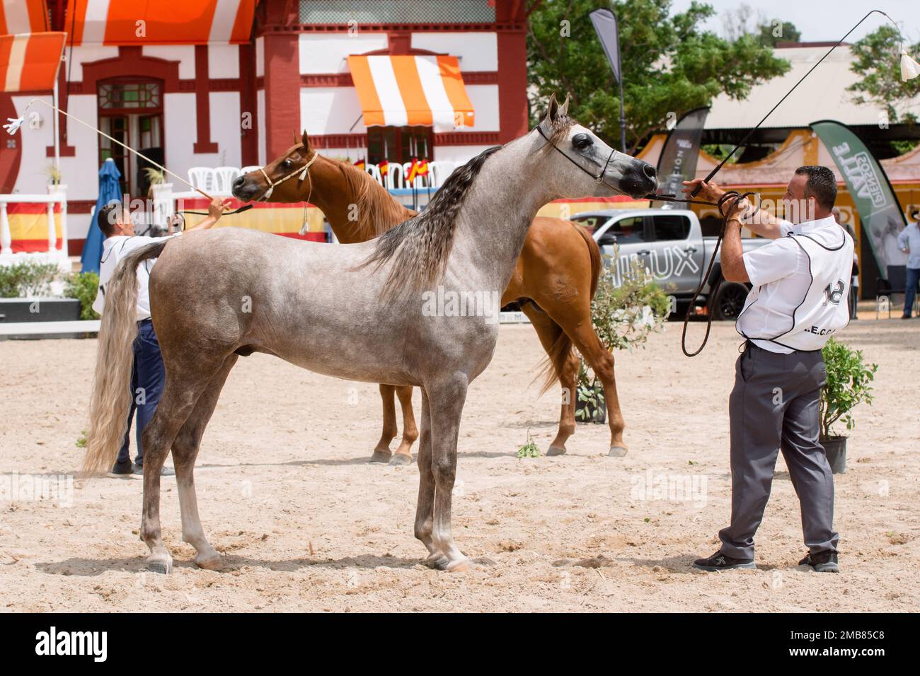 Magnifique étalon gris dans le spectacle équestre national arabe de Jerez 12 mai - 2022 Banque D'Images