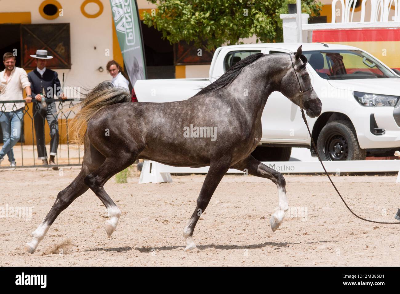 Belle rototage à l'étalon gris dans le spectacle équestre national arabe de Jerez 12 mai - 2022 Banque D'Images