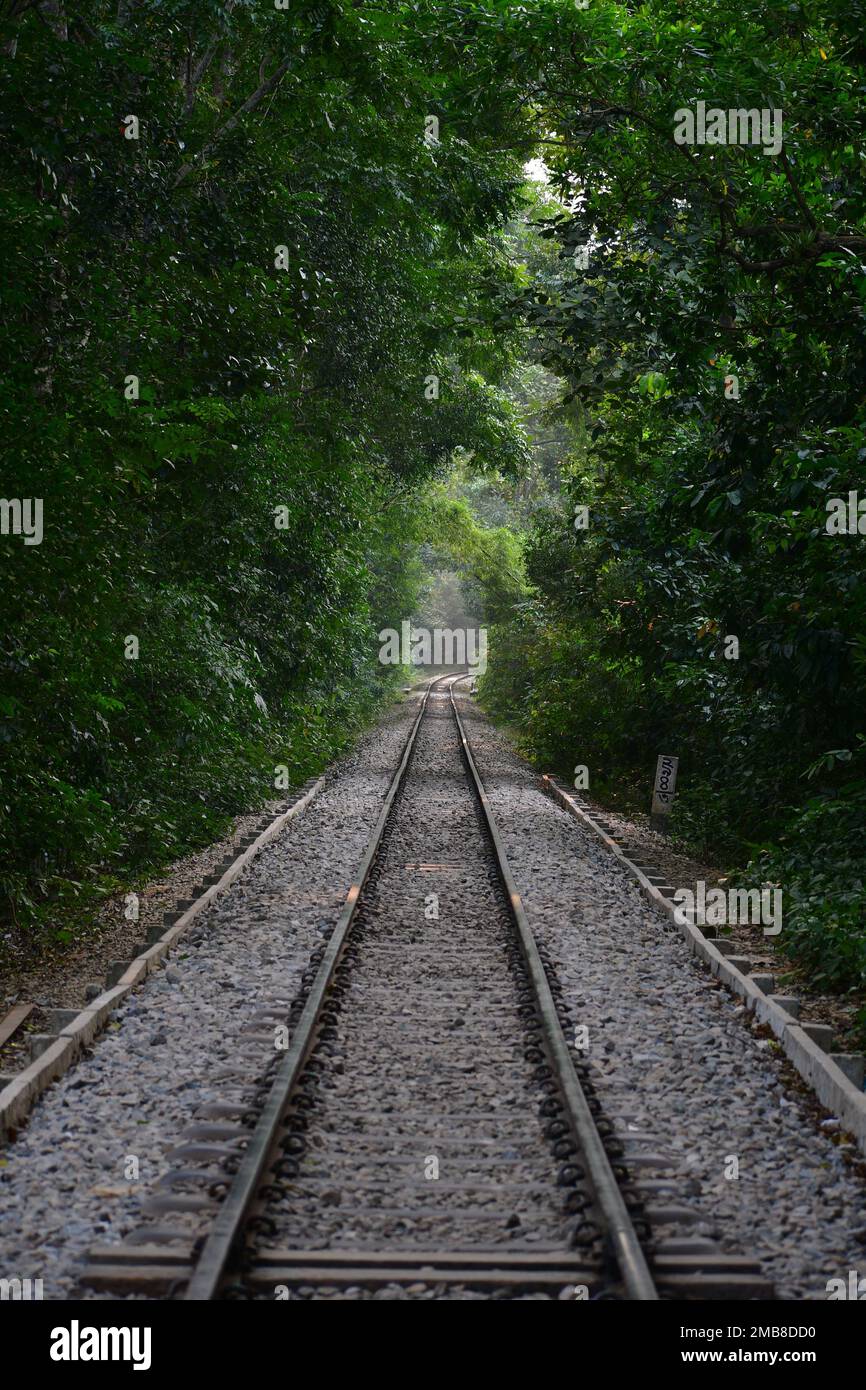 Chemin de fer à travers la forêt faire un tunnel. Lieu de tournage du film hollywoodien « dans le monde entier en 80 jours » - forêt tropicale de Lawachara. Banque D'Images