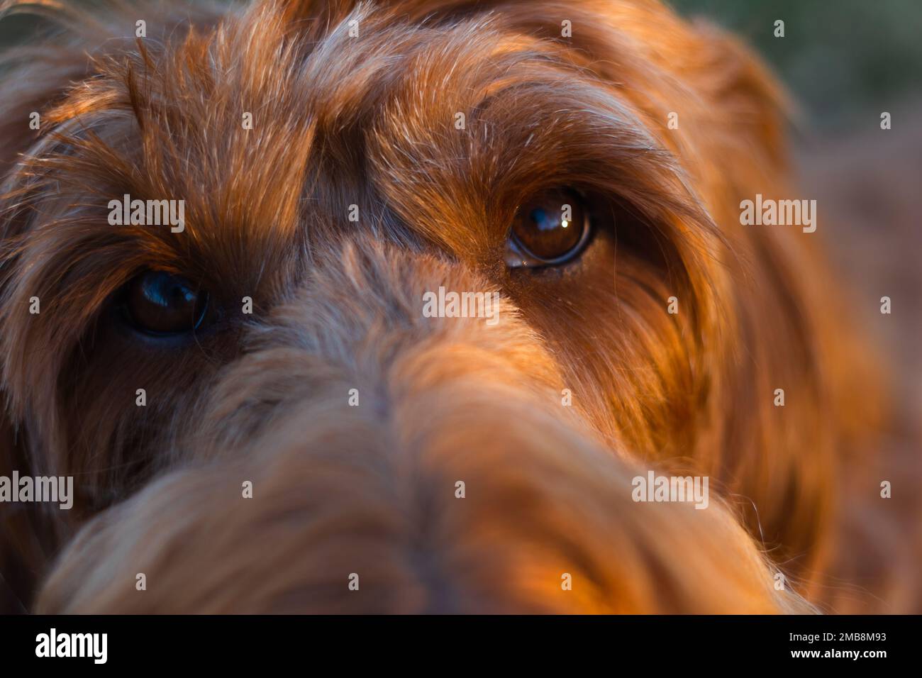 Chien australien Labradoodle, gros plan des yeux, visage Banque D'Images