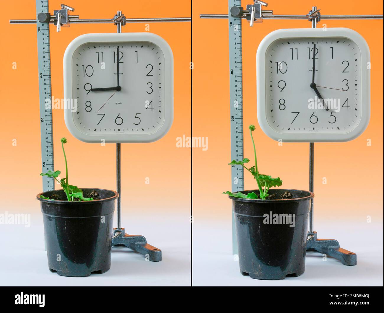 Mesure de la croissance d'une plante dans le temps Banque D'Images