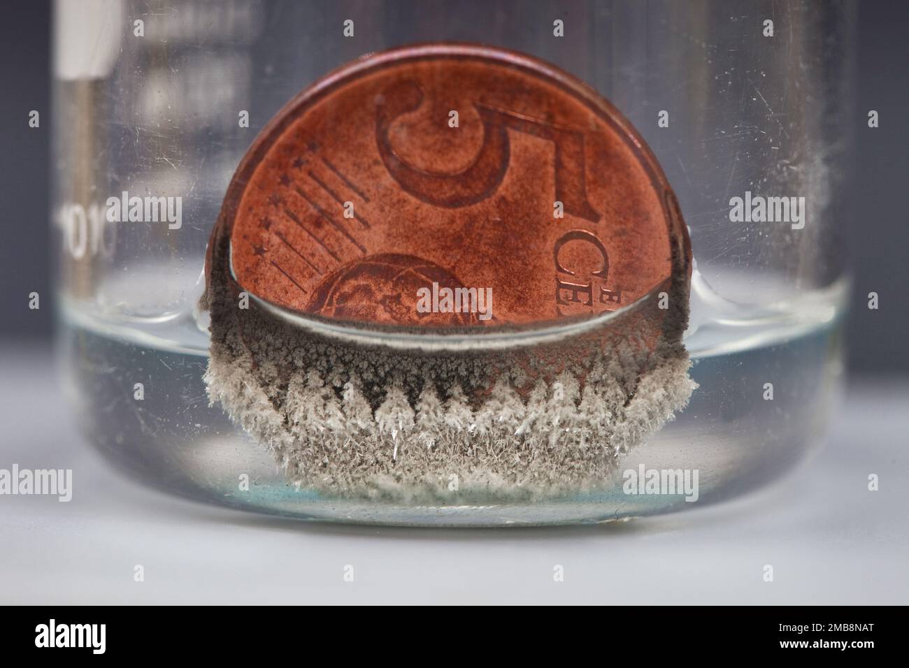 Pièce de cuivre recouverte de cristaux d'argent dans une solution de nitrate d'argent (AgNO3). Banque D'Images