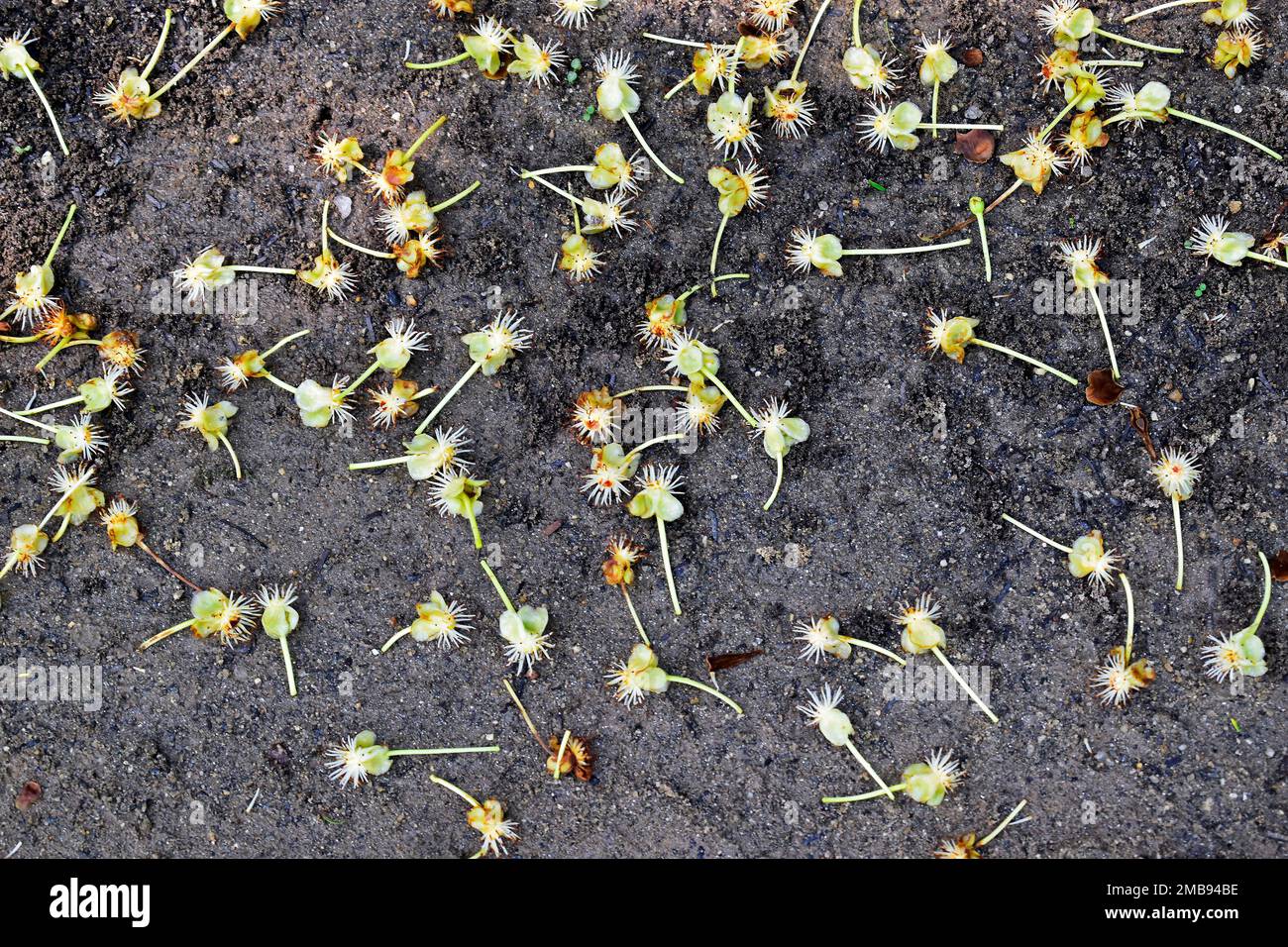 Petites fleurs tombées sur le sol de la forêt Banque D'Images