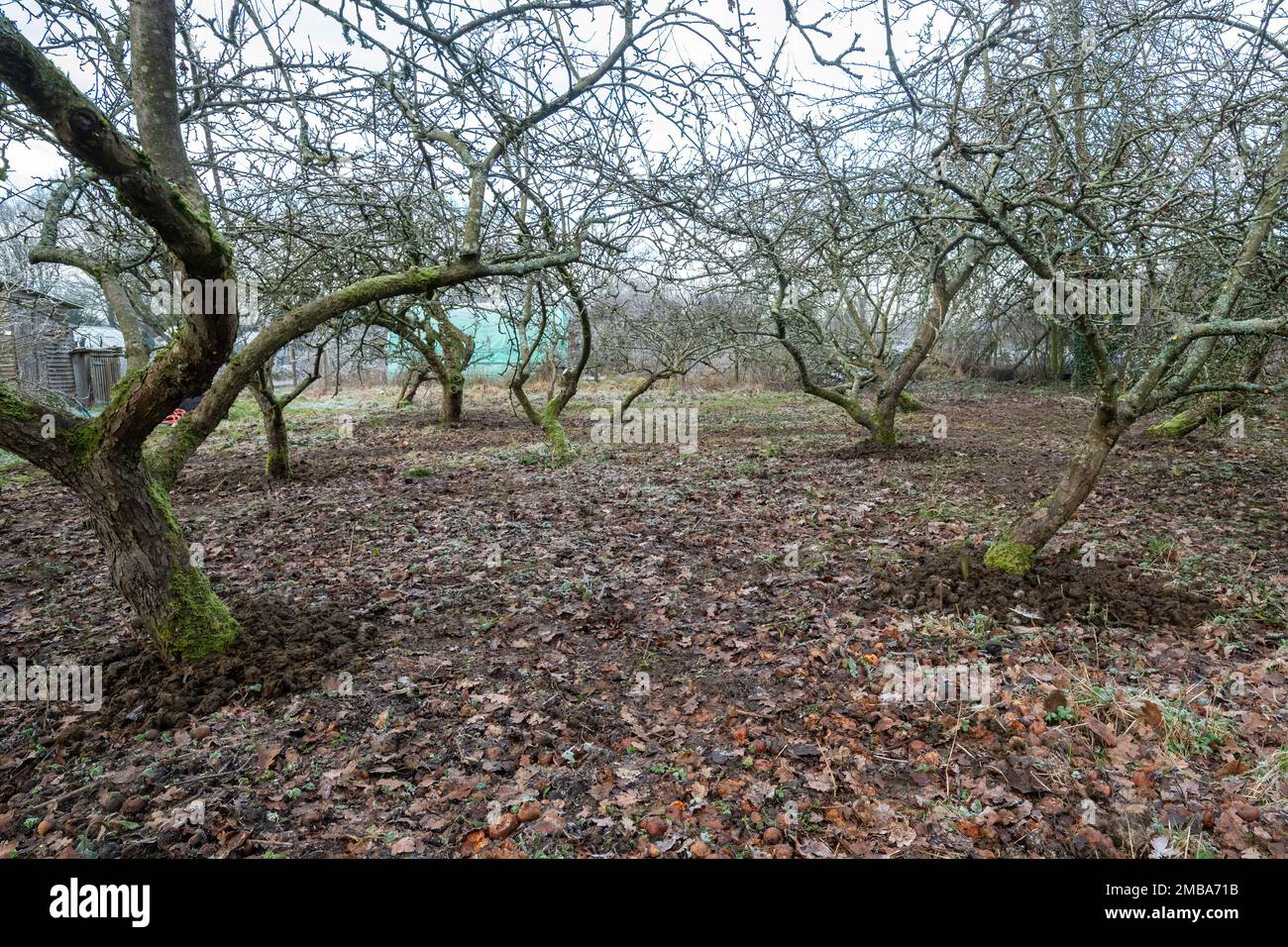Pommiers dans un verger communautaire après l'élagage réparateur pendant l'hiver, Surrey, Angleterre, Royaume-Uni, avec du fumier de cheval autour de la base des pommiers Banque D'Images
