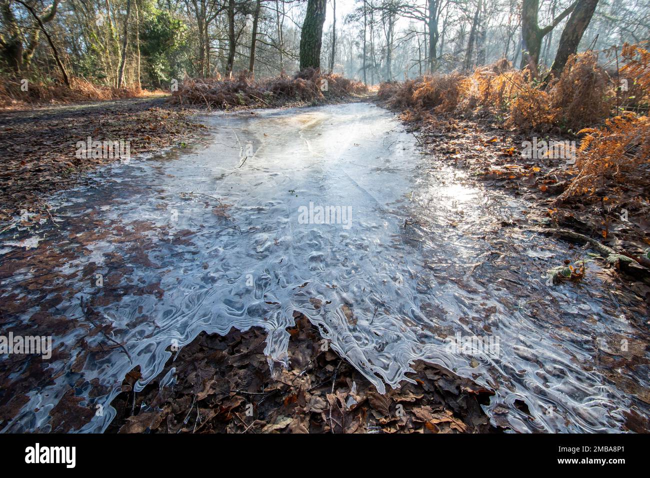 Paysage boisé d'hiver le jour de janvier gelé, Surrey Hills, Angleterre, Royaume-Uni, avec une flaque glacée Banque D'Images